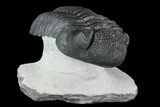 Drotops Trilobite - Excellent Faceted Eyes #76406-2